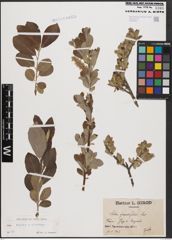 Foto von Salix caprea L. x Salix cinerea L.
